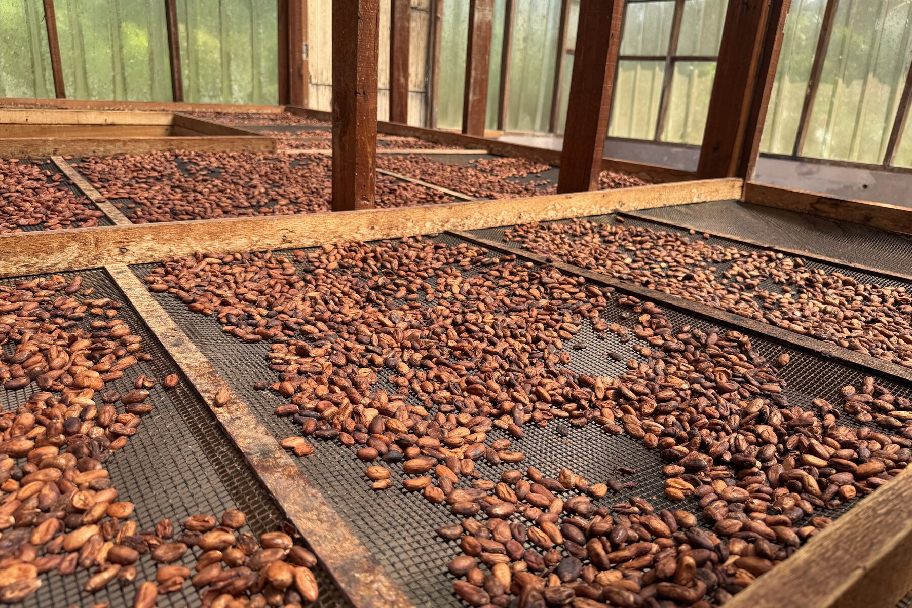 Lees cocoa farm 可可豆晾晒体验
