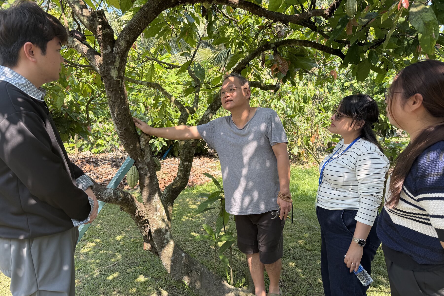 Lees cocoa farm 可可园